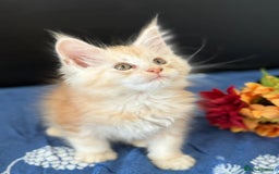 Maine Coon cats for sale: Pedigree MainCoon Kittens  - Image 10