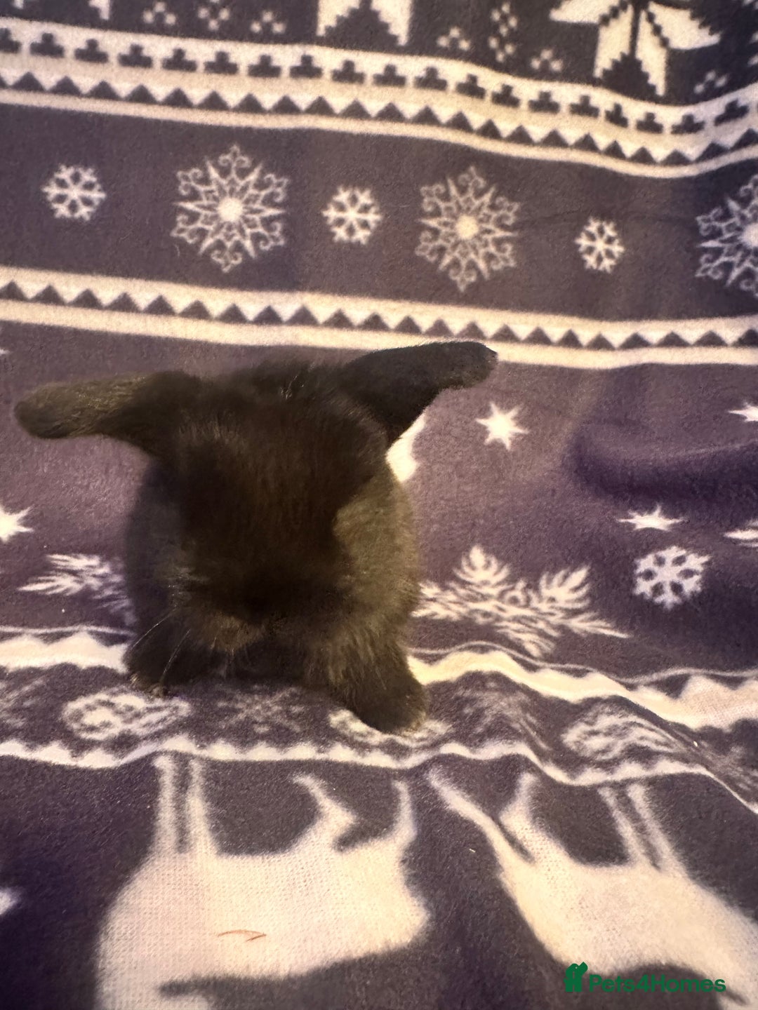 Mini Lop rabbits for sale: Mini lop bunnies  - Advert 11