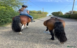 Dartmoor horses for sale: Teddy - Image 4