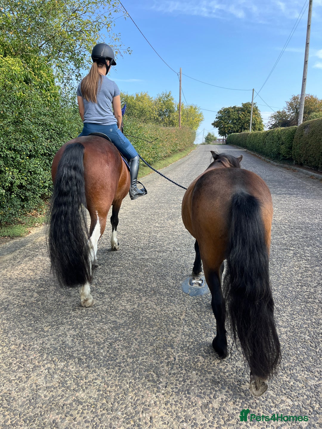 Dartmoor horses for sale: Teddy - Image 4