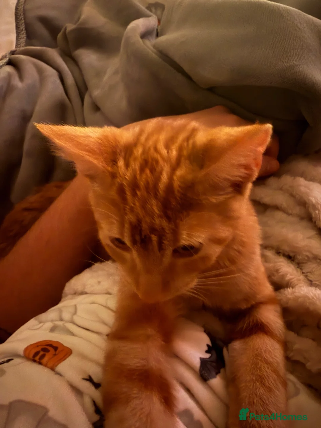 Mixed Breed cats for sale: Male Kitten in Basildon - Advert 2