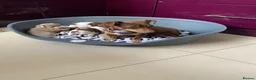 Jack Russell dogs for sale: Gorgeous Miniature Jack Russell Puppies  - Advert 33