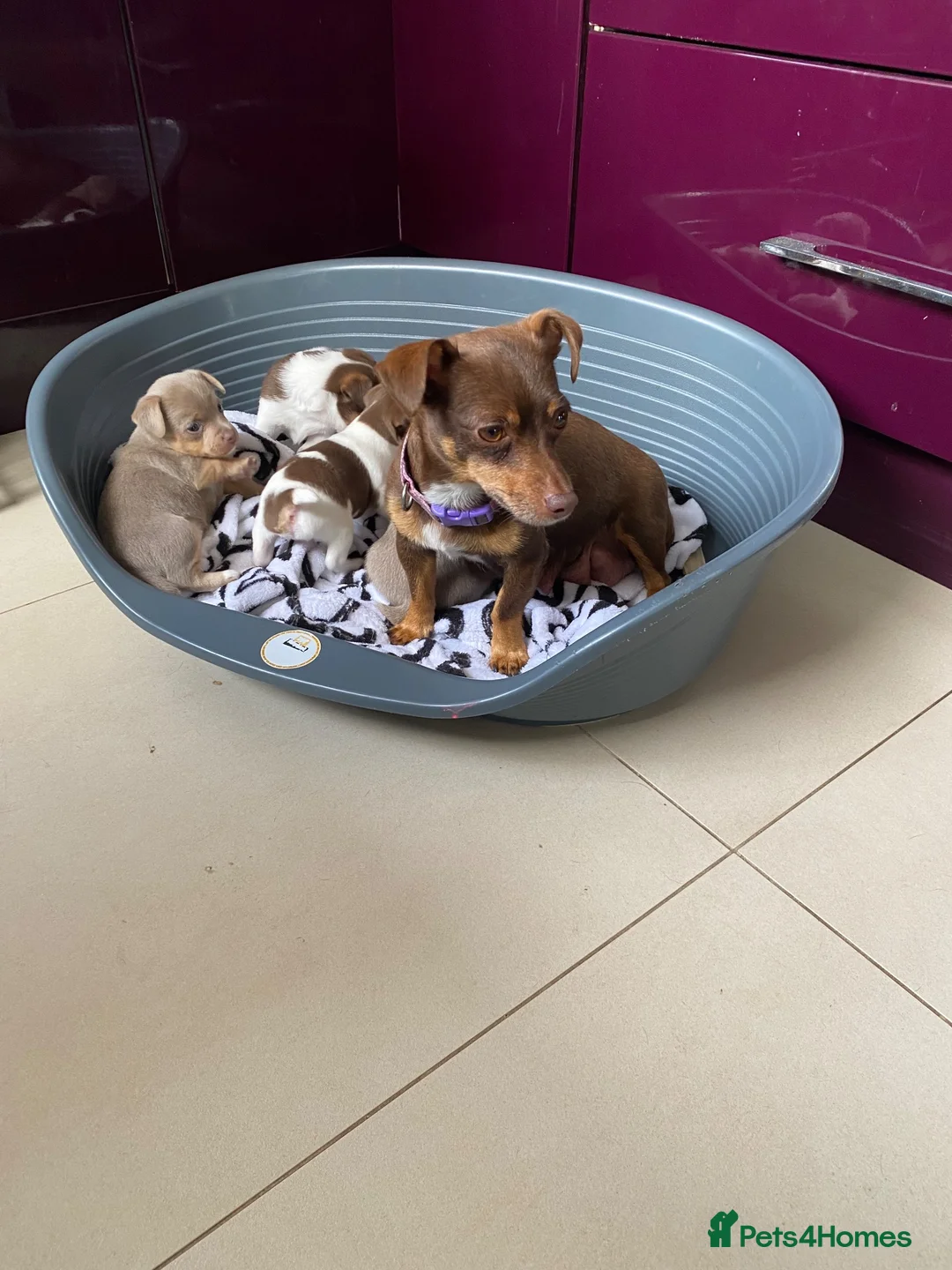 Jack Russell dogs for sale: Gorgeous Miniature Jack Russell Puppies  - Advert 33