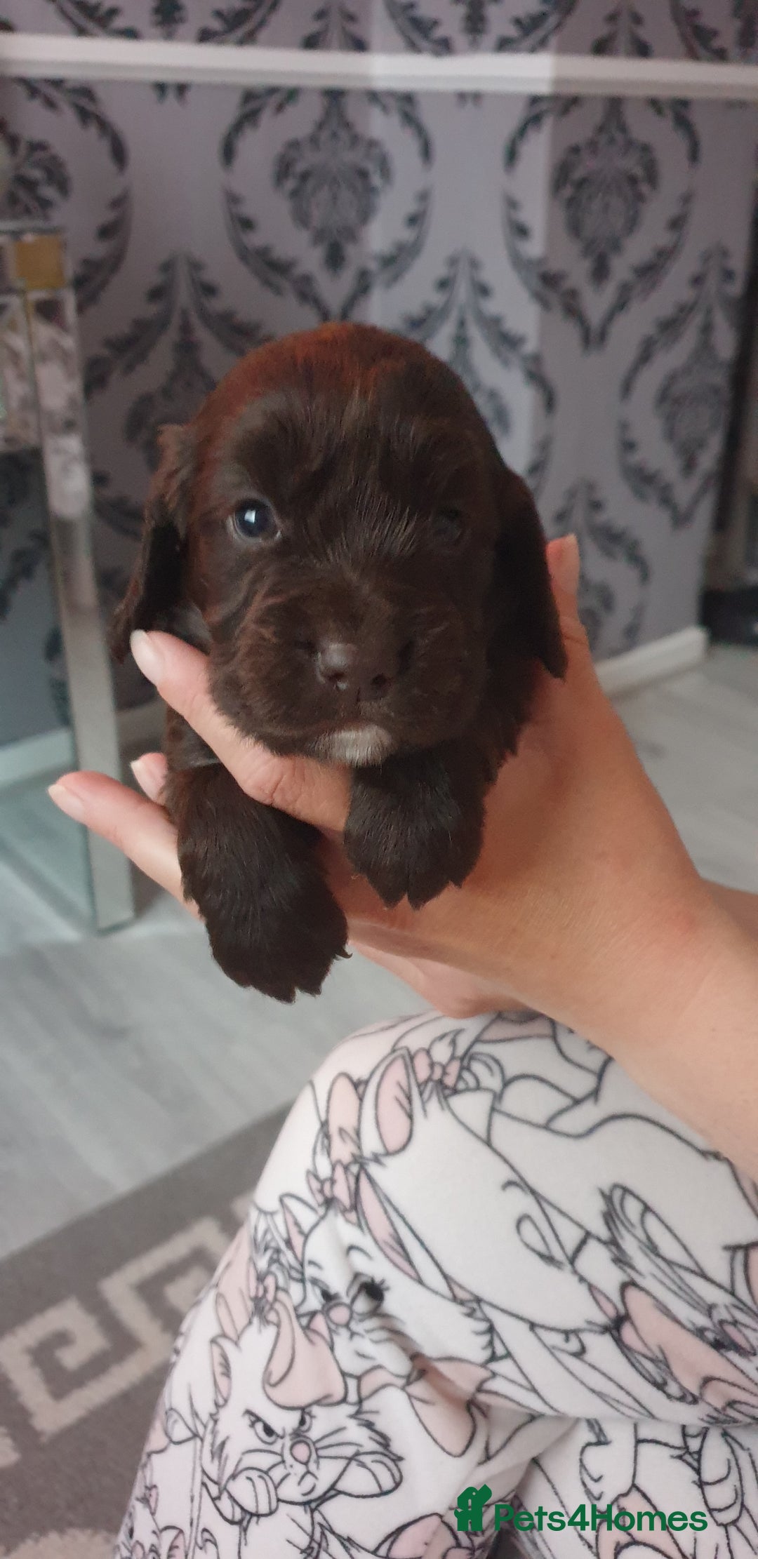 Cocker Spaniel dogs for sale: Cocker spaniel puppies  - Image 11