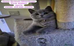 British Shorthair cats for sale: My 3 cute girls are ready to find new family💗  - Image 7