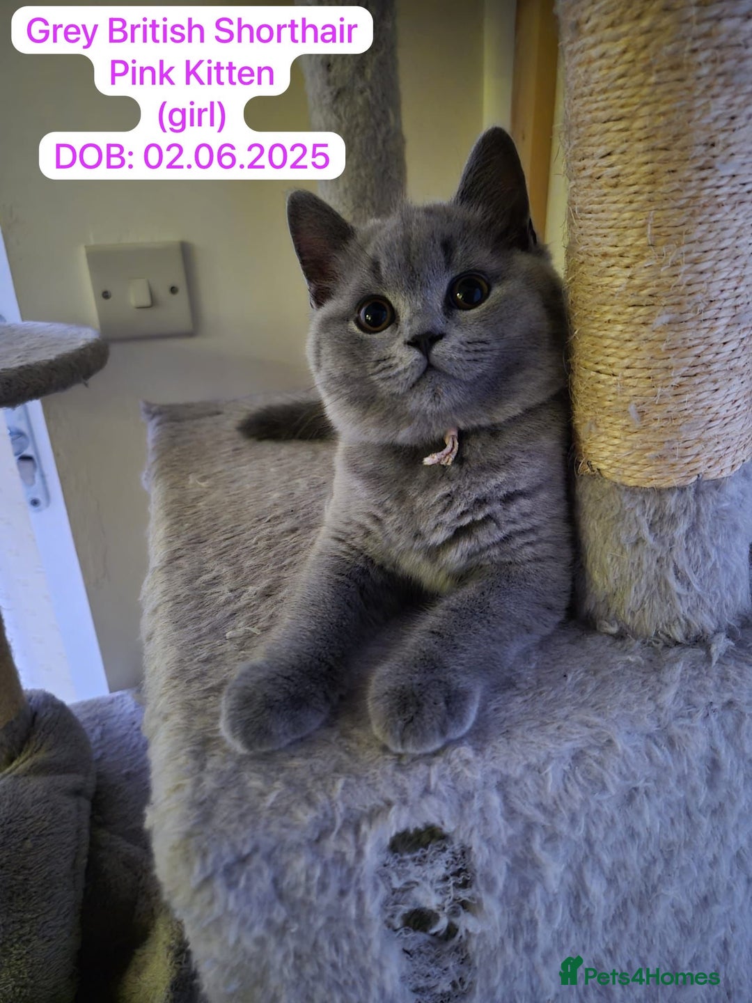 British Shorthair cats for sale: My 3 cute girls are ready to find new family💗  - Image 7