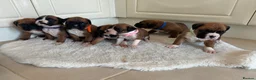 Boxer dogs for sale: Boxer puppies - Advert 23