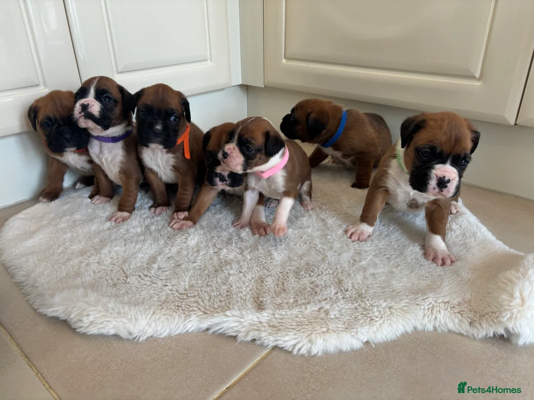 Boxer dogs for sale: Boxer puppies - Advert 23