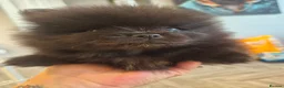 Pomeranian dogs for sale: Mini pomeranian puppies Russian bloodlines - Advert 24