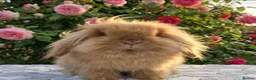 Angora rabbits for sale:  Super fluffy baby teddywidders  - Advert 22