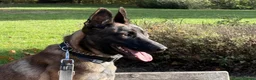 Belgian Shepherd Dog dogs for sale: Lexi  in Milton Keynes - Advert 3