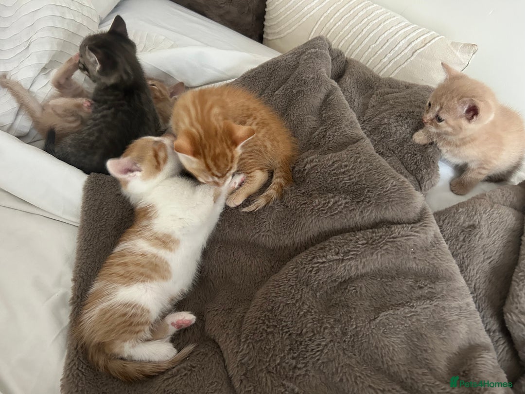 Mixed Breed cats for sale: Beautiful Kittens for sale - Image 18