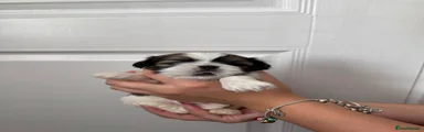 Shih Tzu 3 - Mickey Mickey