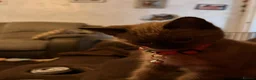 Siamese cats for sale: Siamese x British short hair - Advert 3