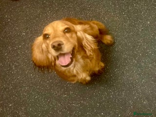 Cockapoo dogs - Advert 29