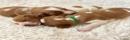 Welsh Springer Spaniel dogs for sale: KC Reg Welsh Springer Spaniels Fully Health Tested - Advert 6