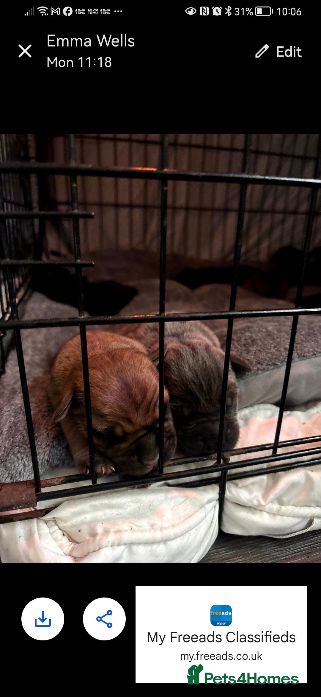 Cane Corso dogs for sale: Cane corso - Advert 4