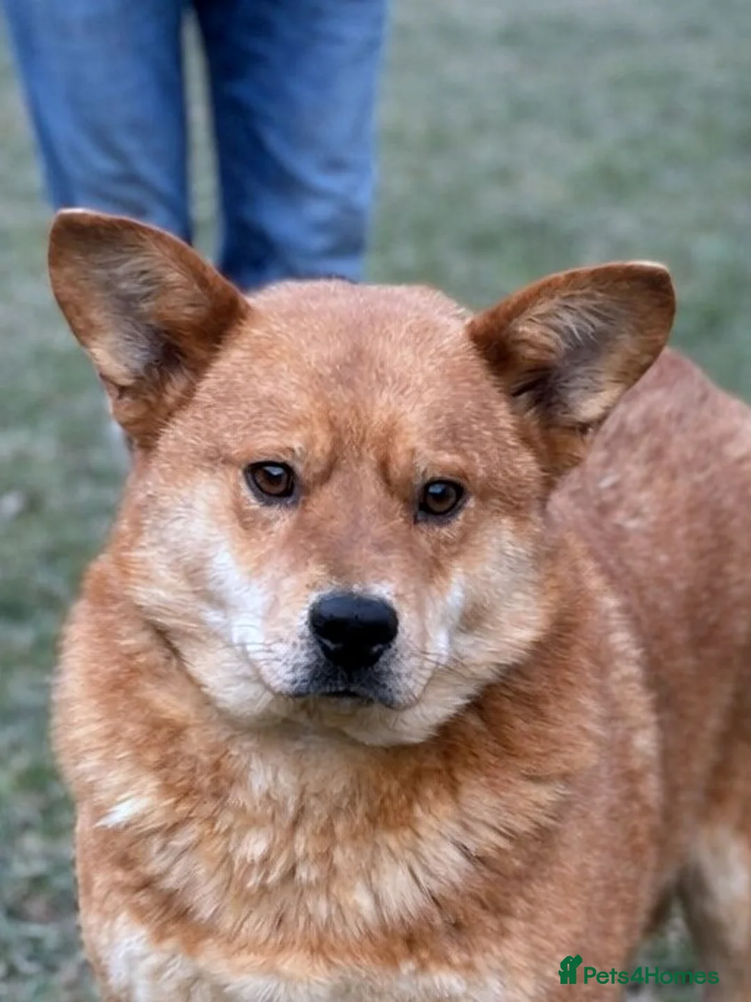 Mixed Breed dogs for adoption: 🤍 Kenji: the gentle soul waiting for you 🐾 - Advert 4