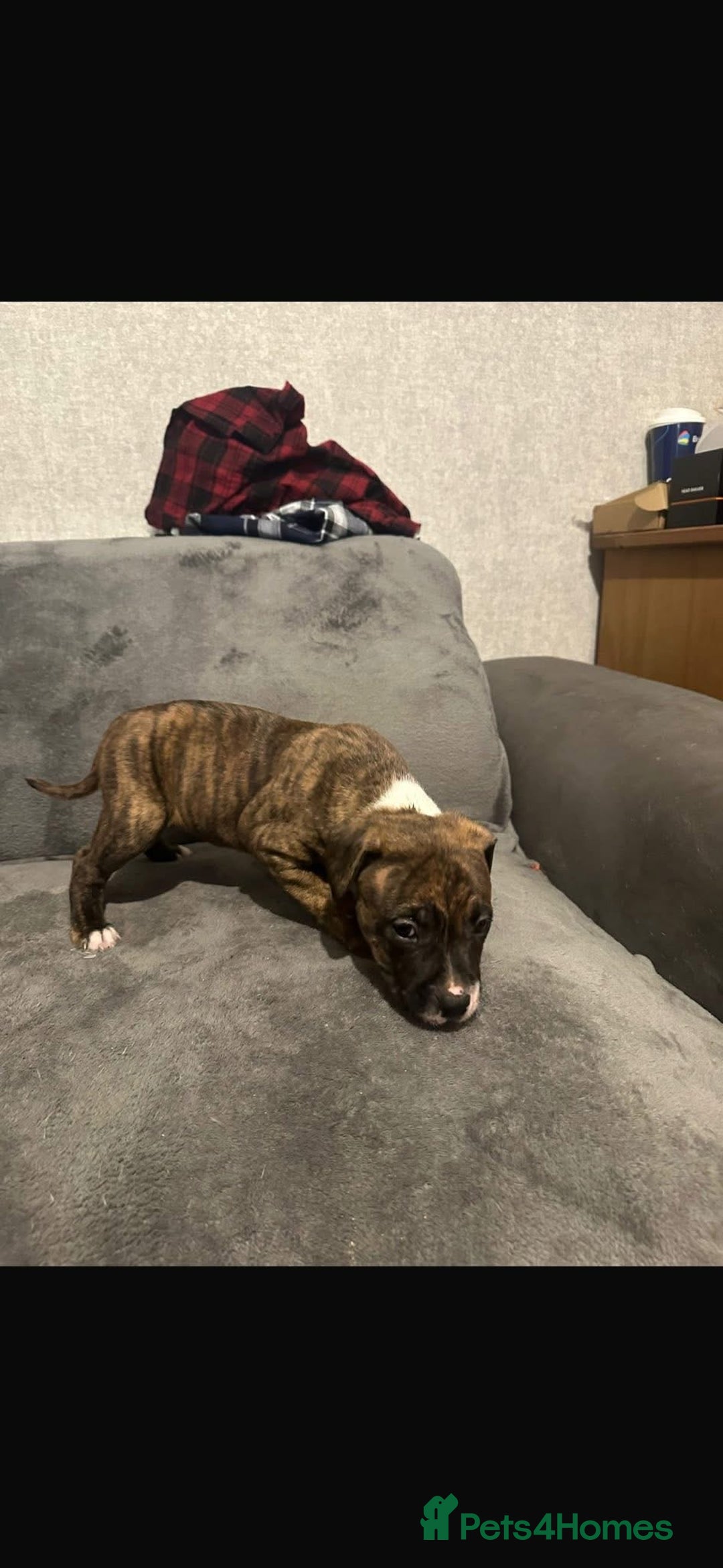 Staffordshire Bull Terrier dogs for sale: Staffy puppy - Advert 3