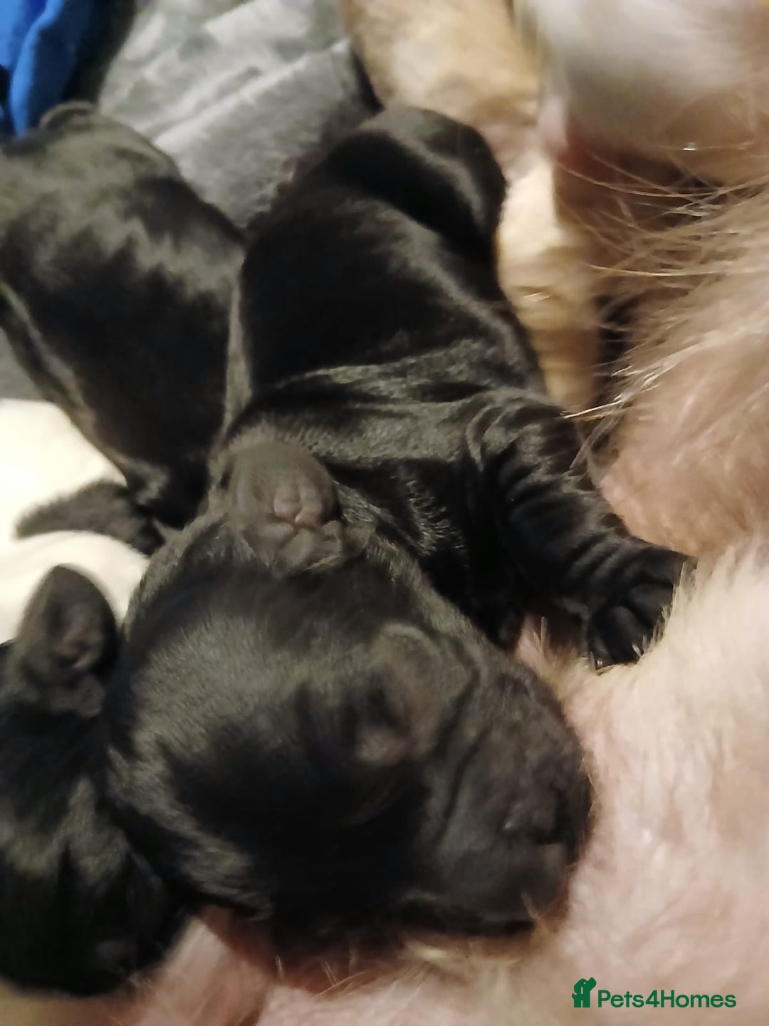 Cocker Spaniel dogs for sale: Cocker Spaniel Puppies - Advert 18