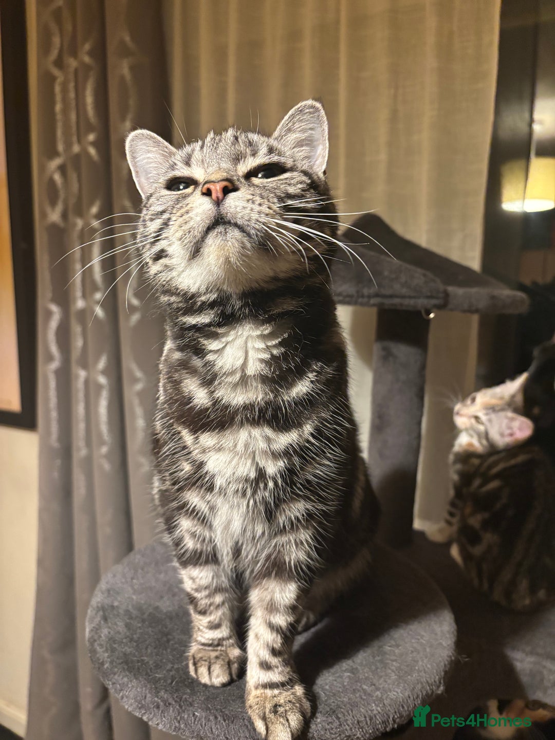 Mixed Breed cats for sale: 2 gorgeous female tabby kittens for sale. - Advert 4