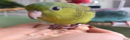 Parakeets birds for sale: Lineolated Parakeets - Advert 5