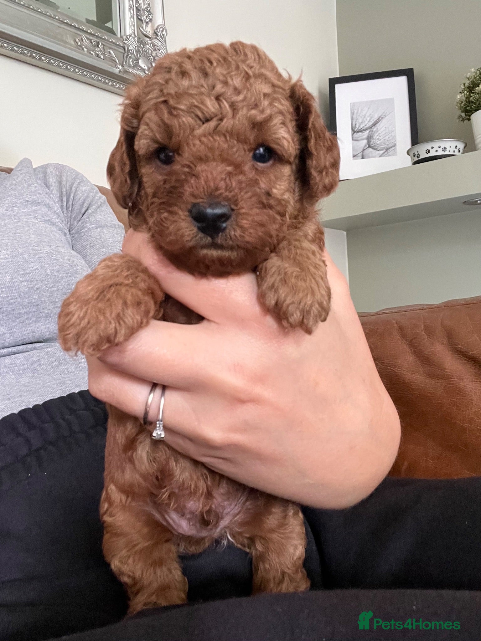 Toy Poodle dogs 🌻💙One boy available💙🌻Red Toy Poodles🌻💙 - Advert 18