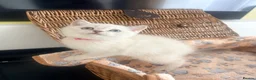 British Shorthair cats for sale: Cuteness overload♥️ British shorthair/chinchillas  - Advert 34