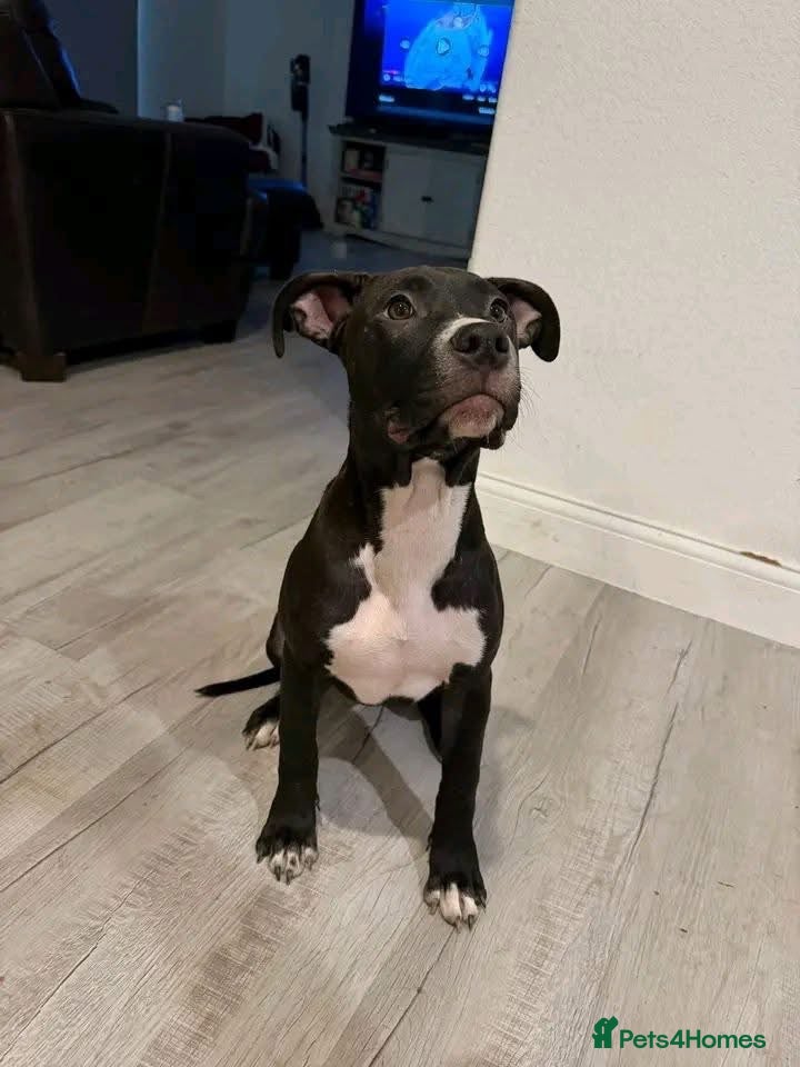 American Bull Staffy dogs Black staffy - Advert 13