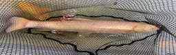 Koi Carp fish for sale: Mixed Koi Carp Golden Orfe Fish Collection - Advert 9