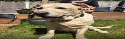 Labrador Retriever dogs for sale: 6 years old Labrador  - Advert 2