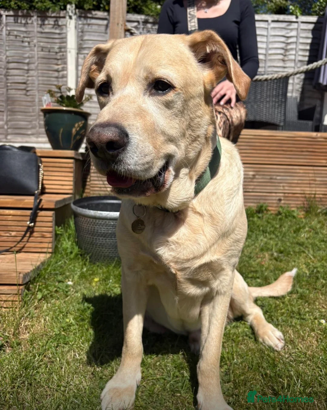 Labrador Retriever dogs for sale: 6 years old Labrador  - Advert 2
