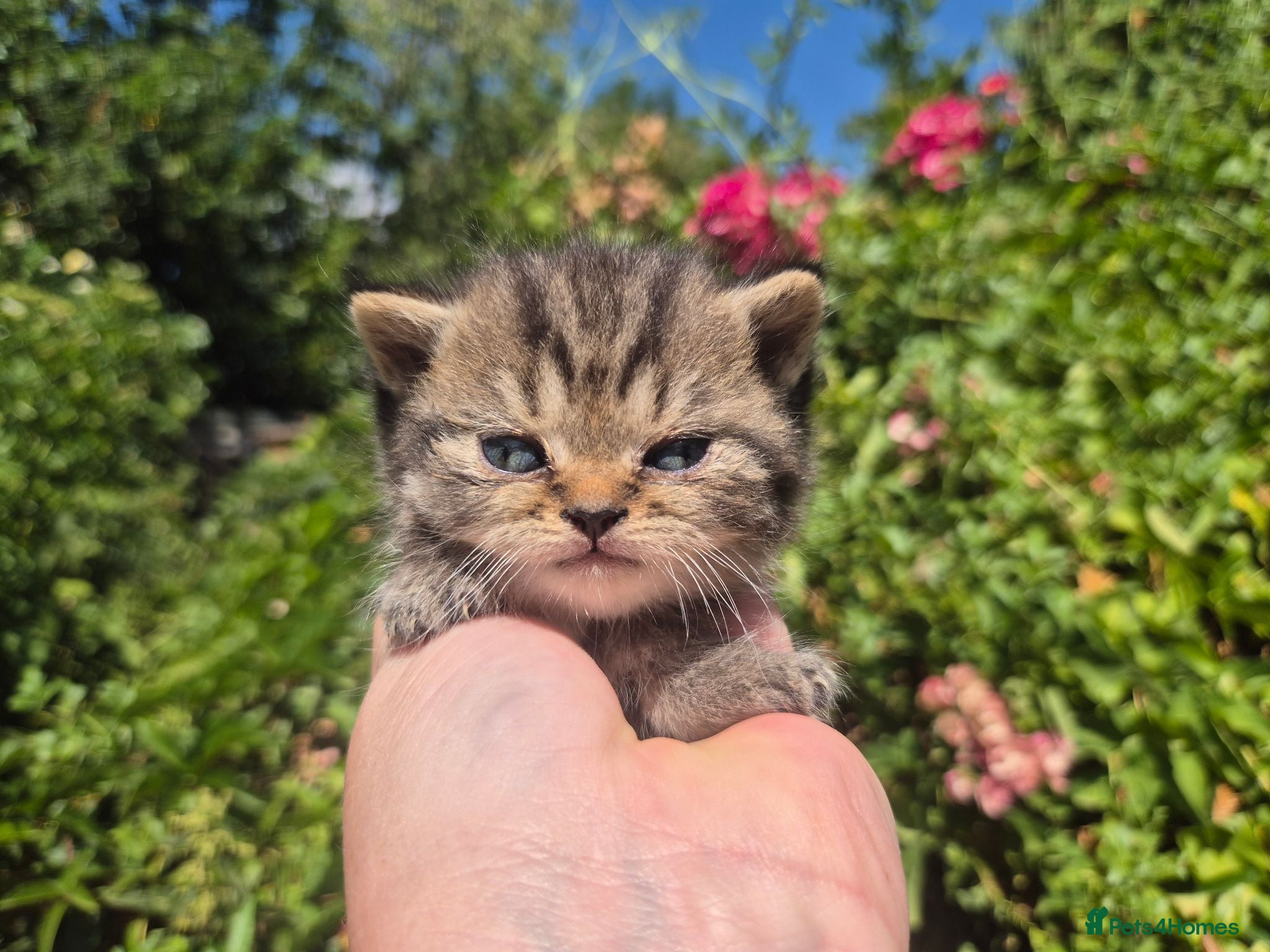 British Shorthair cats 🧡STUNNING TABBY BSH-MUM IMPORTED FROM FRANCE🇫🇷  - Advert 1