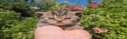 British Shorthair cats for sale: 🧡STUNNING TABBY BSH-MUM IMPORTED FROM FRANCE🇫🇷  in Tadworth - Advert 1
