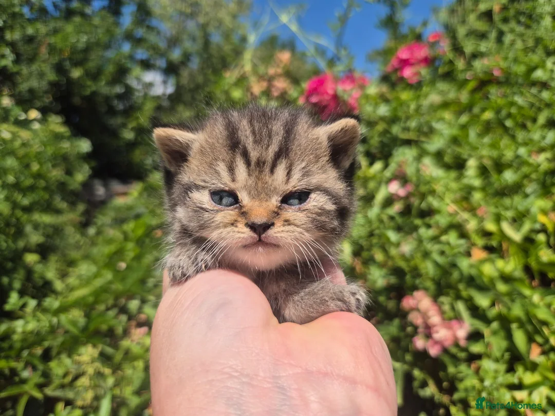 British Shorthair cats for sale: 🧡STUNNING TABBY BSH-MUM IMPORTED FROM FRANCE🇫🇷  in Tadworth - Advert 1