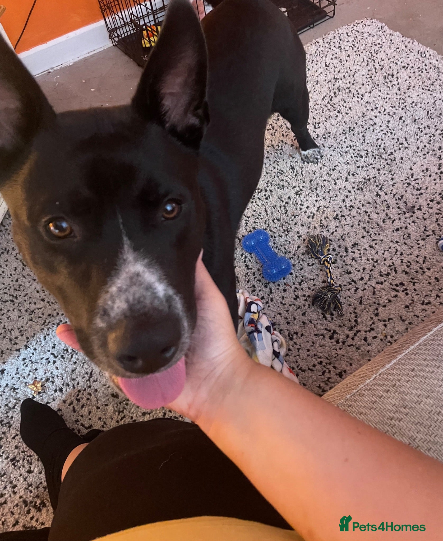 Mixed Breed dogs (URGENT) 8 Month Old Akita x Cane Corso - Advert 17