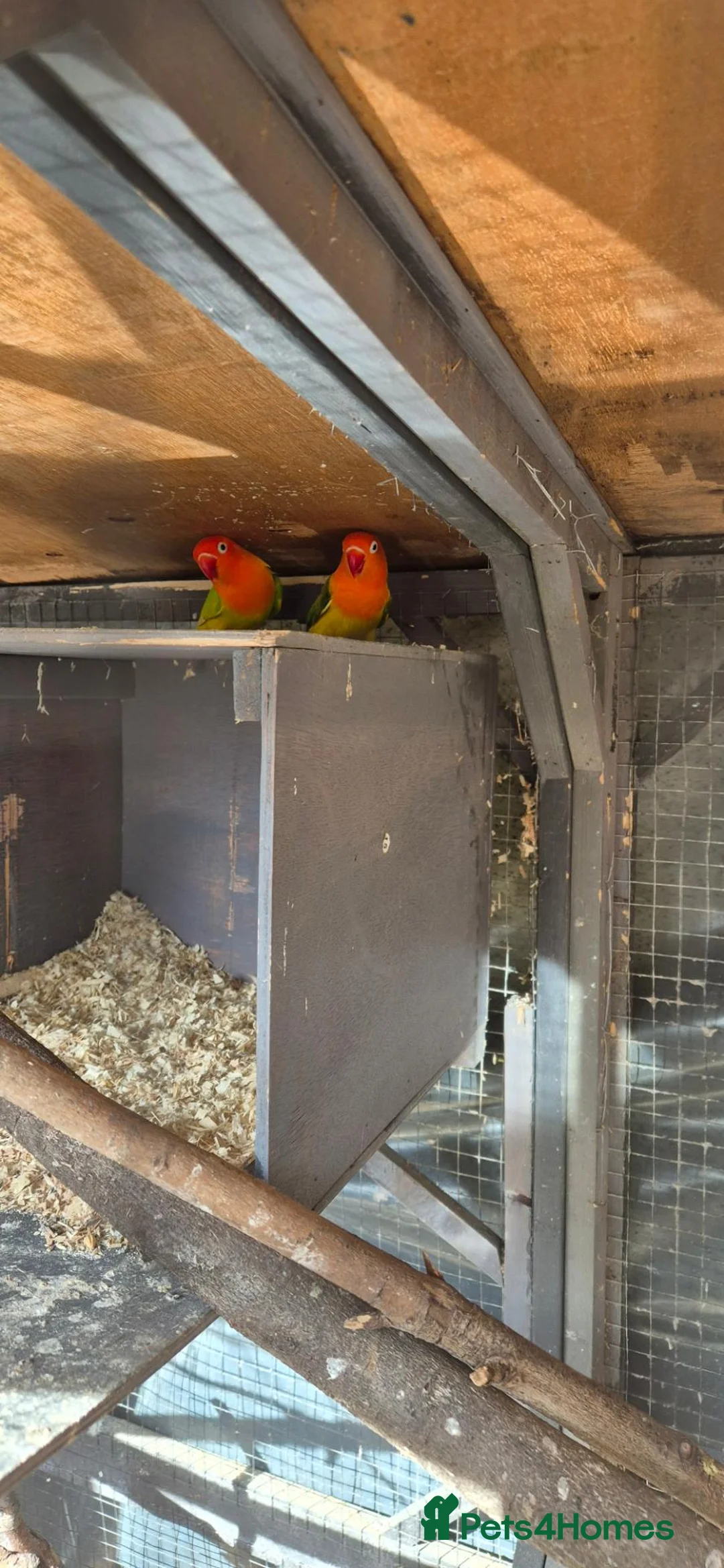 Lovebirds birds for sale: Love birds breeding pair - Advert 8