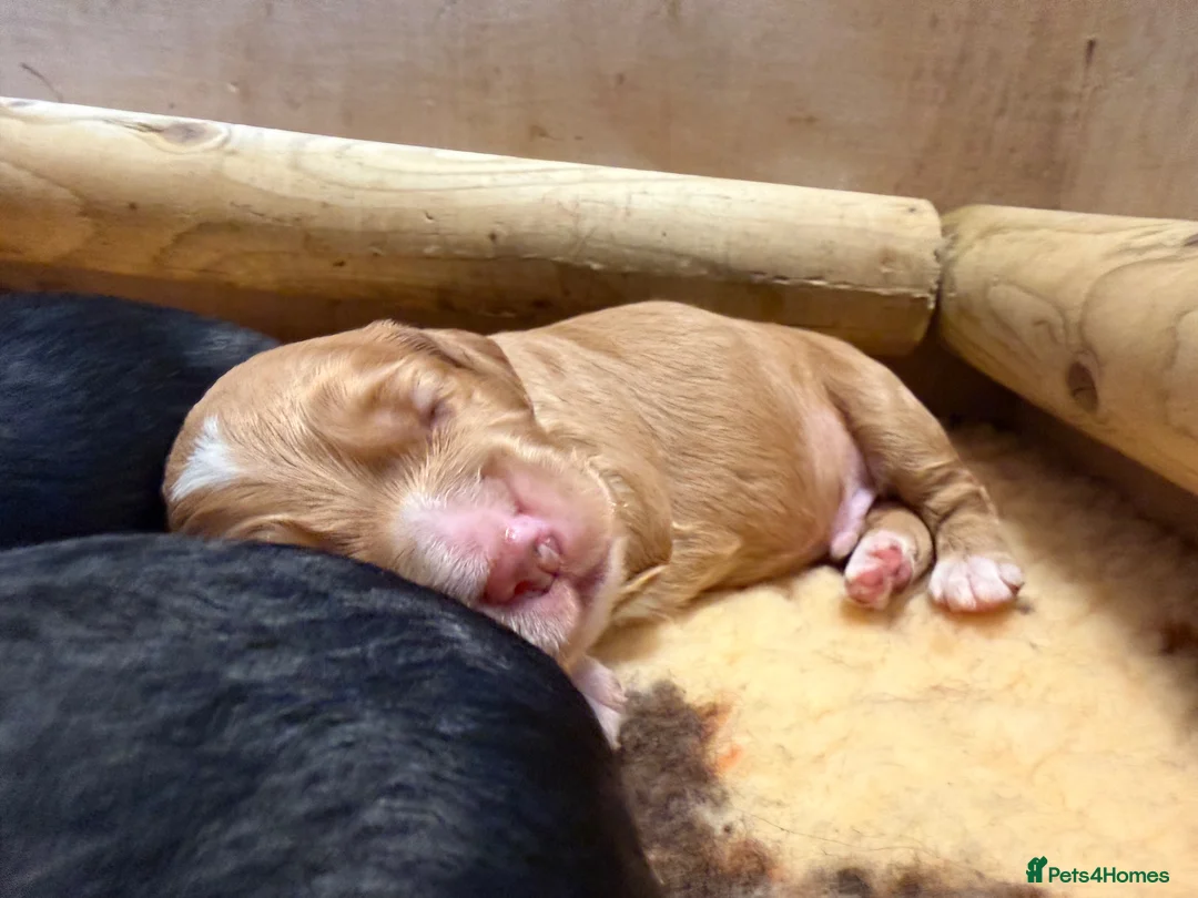 Cocker Spaniel dogs for sale: Cocker Spaniel  in Cupar - Advert 2