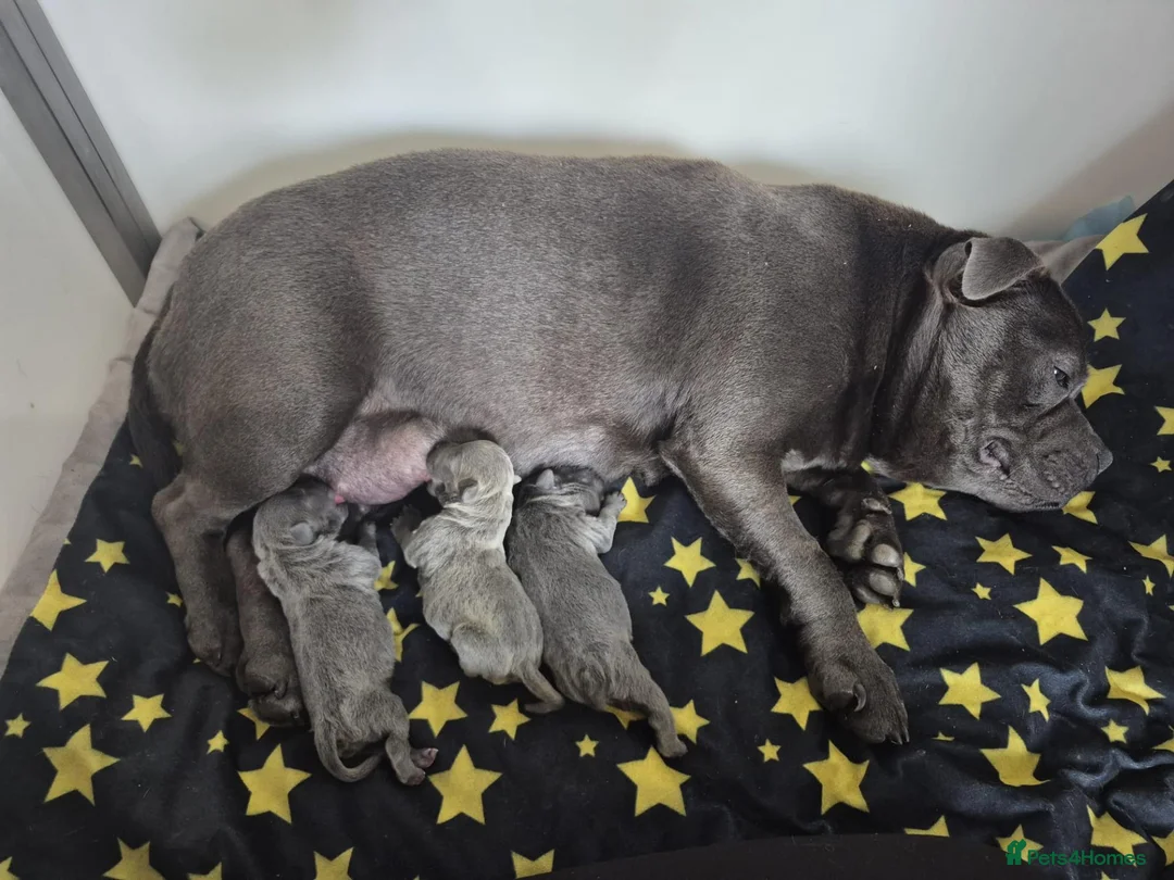 Staffordshire Bull Terrier dogs for stud: MAJESTAFFORD'S BLUE BARON - Advert 2