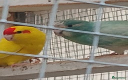 Parrots birds for sale: Kakariki - Image 7