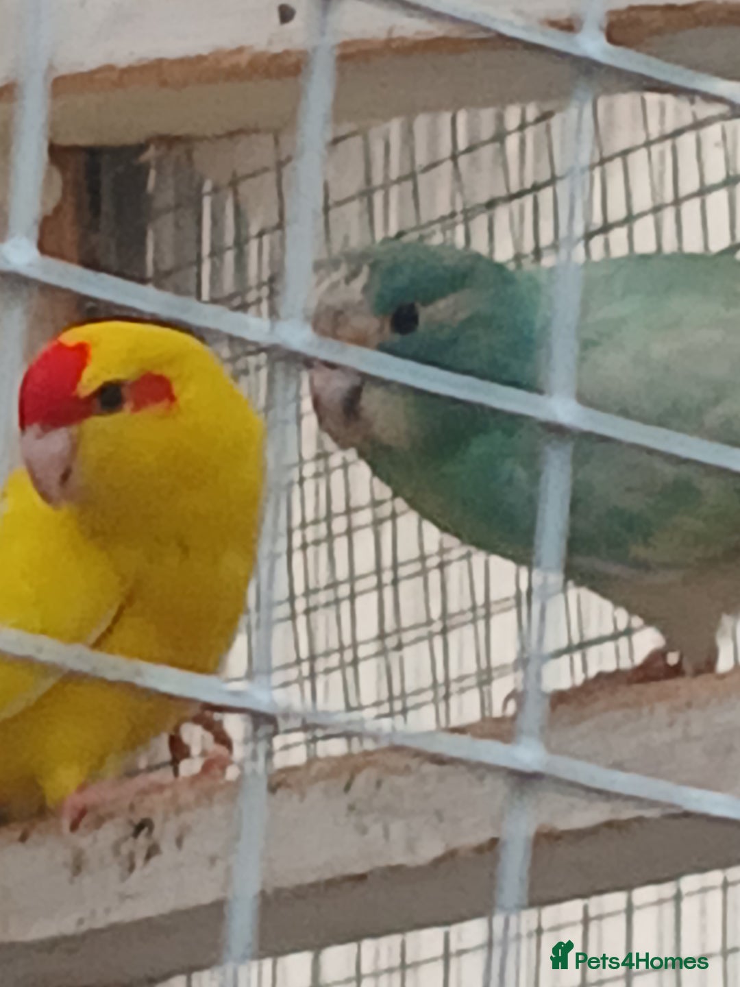 Parrots birds for sale: Kakariki - Image 7