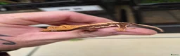 Gecko reptiles for sale: Lily white crested geckos - Advert 8