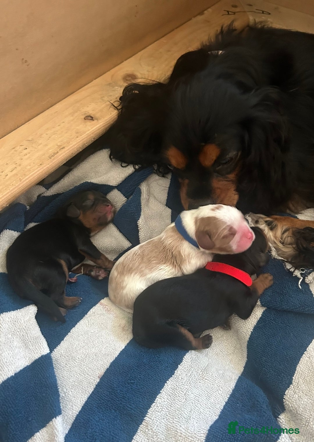 Cavalier King Charles Spaniel dogs for sale: Adorable Cavalier King Charles Spaniel - Image 6