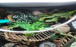 Gecko reptiles for sale: Harlequin crested gecko - Image 3