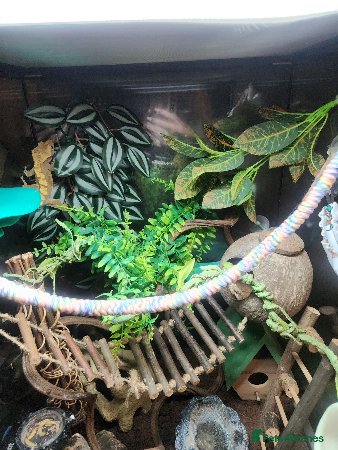 Gecko reptiles for sale: Harlequin crested gecko - Image 3