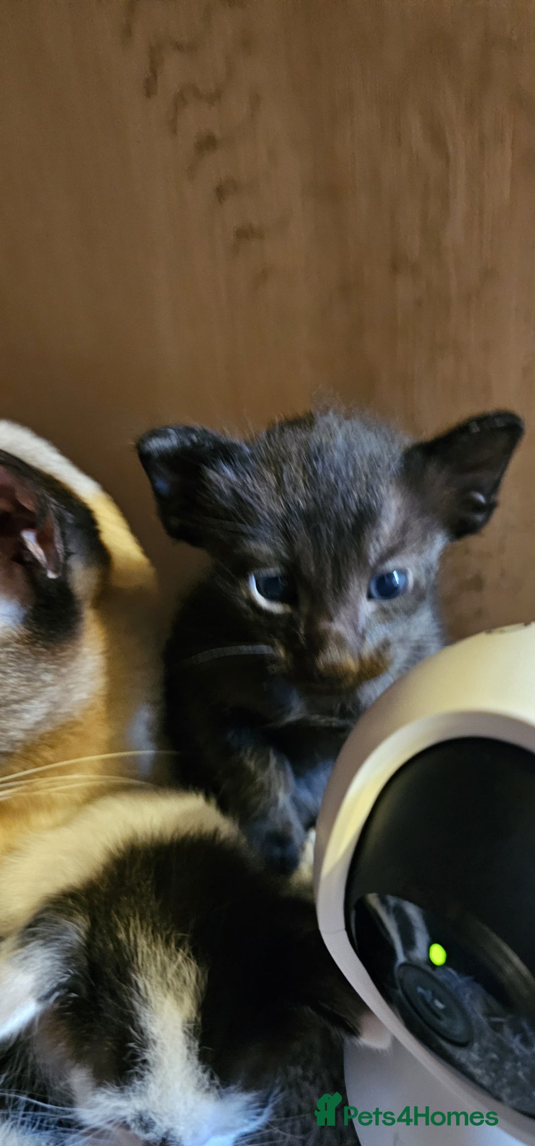 Oriental cats for sale:  GCCF Oriental Kittens For Sale - Image 27