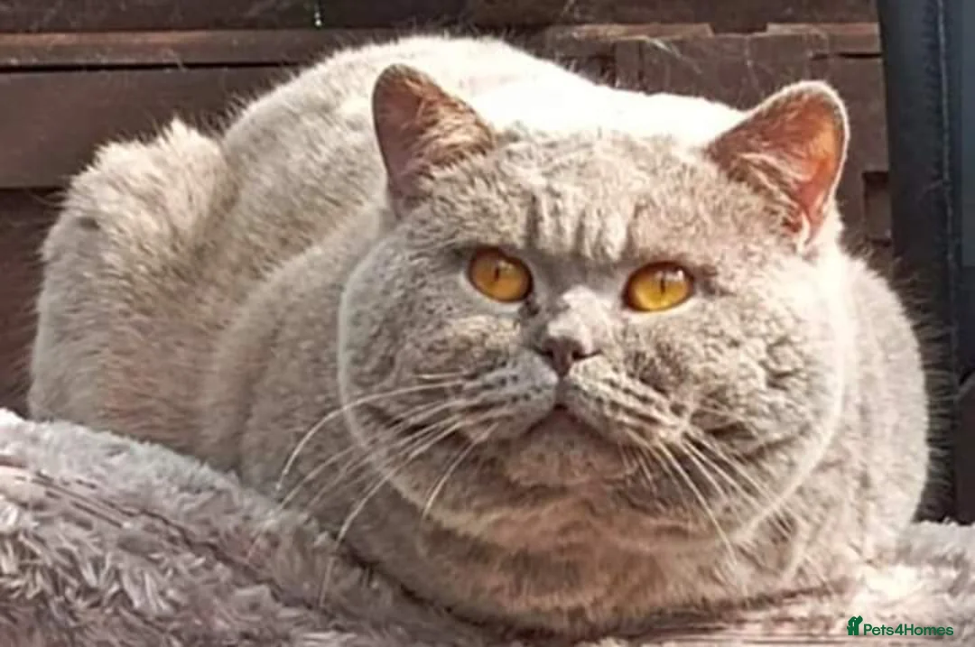 British Shorthair cats for stud: Gccf Studs Blues Lilac, Blue Bi, Cream bi Bi in Manchester - Advert 18