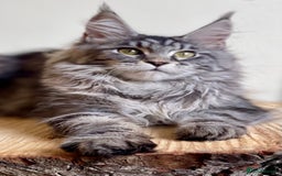 Maine Coon cats for sale: Beautiful pure bread Maine Coon kittens - Image 4