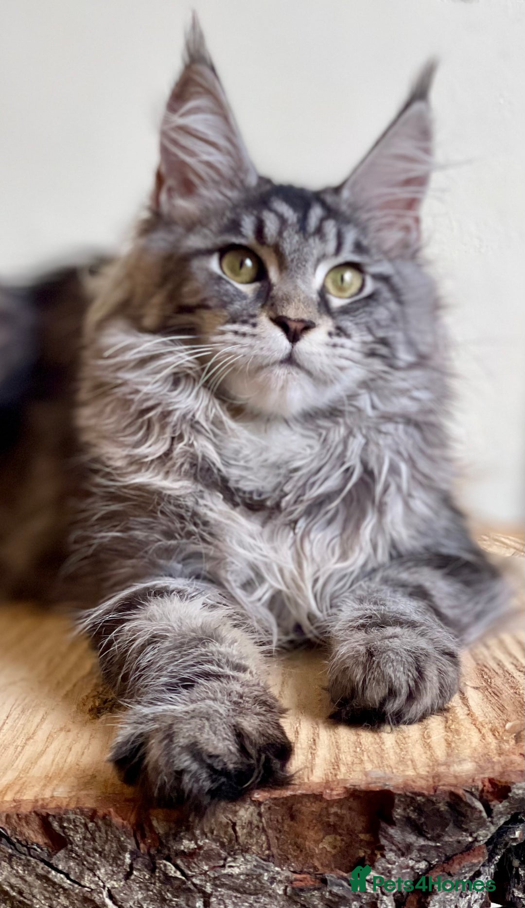 Maine Coon cats for sale: Beautiful pure bread Maine Coon kittens - Image 4