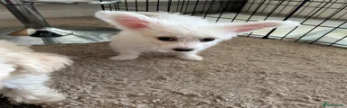 Bichon Frise 2
